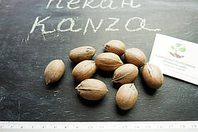 Горіх карія пекан сорт Kanza пізній насіння 10 шт для саджанців