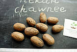 Горіх карія Пекан Chawnee (середньо-ранній) насіння 10 шт, фото 2
