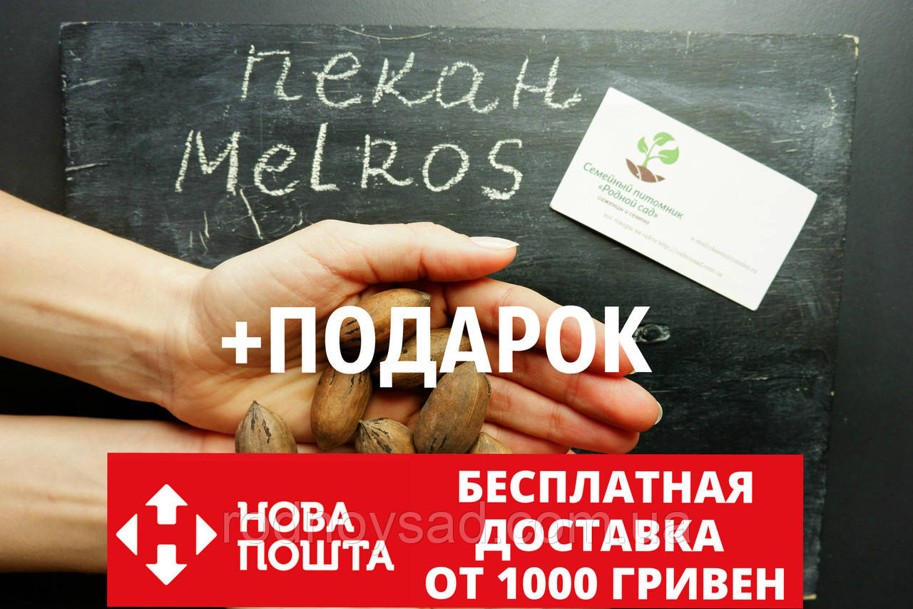 Пекан сорт Melros ранній насіння 10 шт насіння горіх карія для саджанців Carya illinoinensis