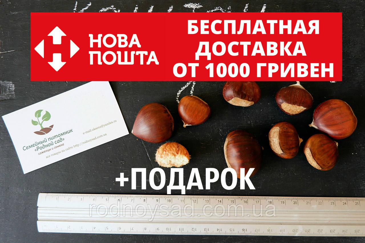 Купить Каштан съедобный семена (3-8 грамм) 10 шт Castánea satíva ...