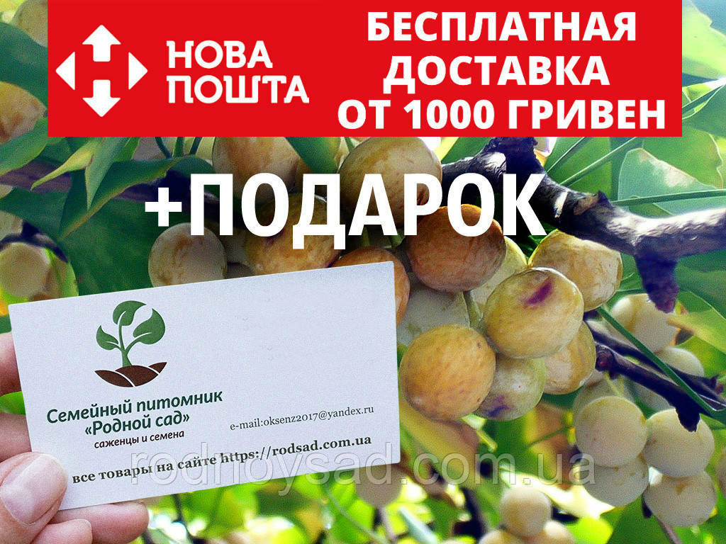 Гинкго билоба семена 10 шт (гинко, гинго) для саженцев Ginkgo biloba ...