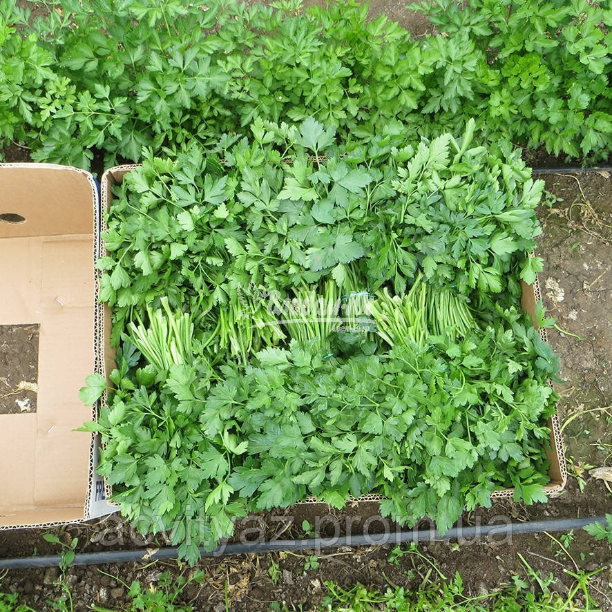 Насіння петрушки Новас, 100 грам