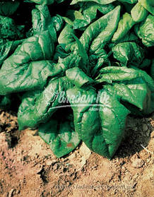 Семена шпината Лагос, 250 грамм