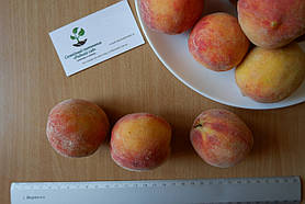 Персик (серпень) насіння 10 шт