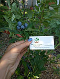 Лохина садова насіння (20 шт) (Vaccinium corymbosum) садова чорниця великоплідна голубика морозостійка, фото 5