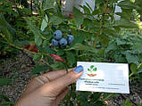 Лохина садова насіння (20 шт) (Vaccinium corymbosum) садова чорниця великоплідна голубика морозостійка, фото 7