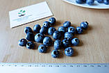 Лохина садова насіння (20 шт) (Vaccinium corymbosum) садова чорниця великоплідна голубика морозостійка, фото 4