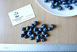 Лохина садова насіння (20 шт) (Vaccinium corymbosum) садова чорниця великоплідна голубика морозостійка, фото 6