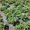 Чорне агроволокно спанбонд 42 г/м2 3,2 х 100 м. "Shadow" (Чехія) 4% - для полуниці, для утеплення дерев, фото 8
