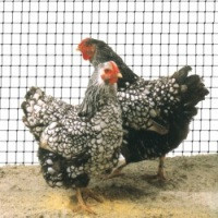 Сітка вольерна Україна чорна 1,5м*100м
