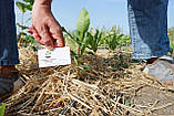 Горіх карія Пекан Grazona (середньо-ранній) насіння 10 шт, фото 4