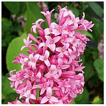 Бузок Міс Канада