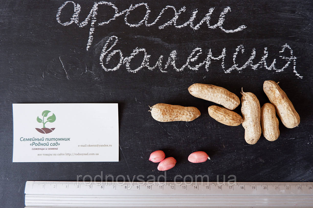 Купить Арахис сорт Валенсия семена 20 шт земляной орех, цена 50 ...