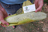 Люфа насіння (20 шт) (Luffa aegyptiaca) кабачок губка гарбуз мочалка в'єтнамська люфа єгипетський огірок, фото 8