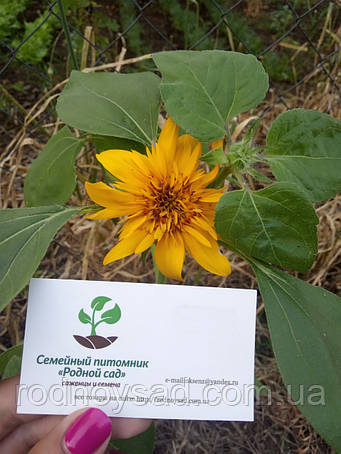 Насіння Соняшнику декоративного