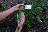 Вігна насіння (20 шт) (Vīgna unguiculata) спаржева квасоля витка китайські боби коров'ячий горох, фото 5