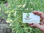 Чіна насіння 20 грамів (прибл. 70 шт) (Lathyrus sativus) горох індійський плаский горошок, фото 4