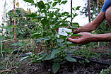 Ашвагандха насіння (20 шт) (Withania somnifera) женьшень індійський ашваганда, фото 7