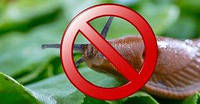 Засоби від слимаків, равликів