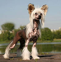 Стриження Китайською хвотою