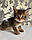 Гаманець Чаузі Ф2 (orange collar) дата народження 27.03.2020. Поживник Royal Cats. Україна, Київ, фото 6