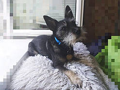 Стриження Цвергшнауцера