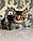 Гаманець Чаузі Ф2 (pink collar) дата народження 27.03.2020. Поживник Royal Cats. Україна, Київ, фото 8