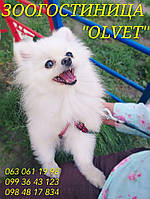 Передіжка собак усіх порід