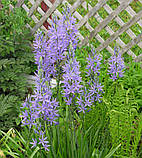 Камасія, фото 2