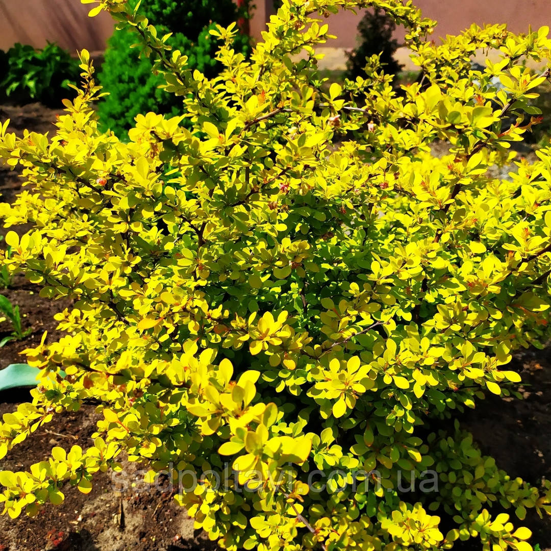 Барбарис Голдаліта /Berberis thunb. 'Goldalita'/ С2