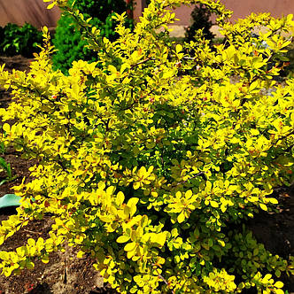 Барбарис Голдаліта /Berberis thunb. 'Goldalita'/ С2, фото 2