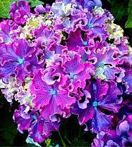 Гортензія великолисна Спайк Блу Пурпл (13), фото 1