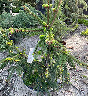 Ель PICEA ABIES Acrocona C 20Н 40-50