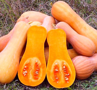 Насіння ранньостиглого гарбуза Арбатська 0.5 кг, фото 1