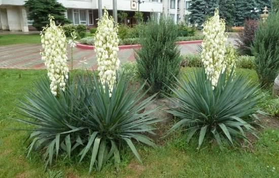Юка садова нитчаста (Yucca filamentosa), корінь