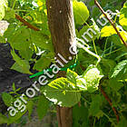 Підв'язки для квітів з фіксатором 20 шт по 23 см, фото 3