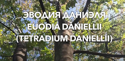 Найсильніший медонос Эводия Даніеля -нове відео