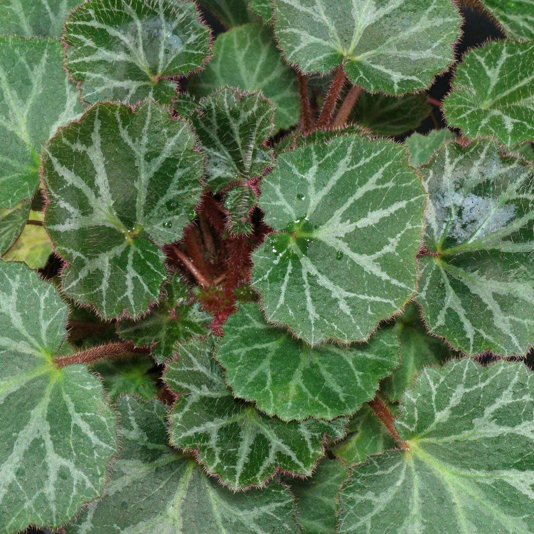 

Камнеломка плетеносная, Saxifraga stolonifera