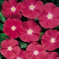 Насіння Барвінку (Катарантус) Хетвейв Черрі, 1000 шт., Вишневий