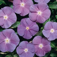 Насіння Барвінку (Катарантус) Хетвейв Блу віз Ай, 1000 шт., Блакитний з вічками