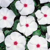 Насіння Барвінку (Катарантус) Хетвейв Пеппермінт, 1000 шт., Білий