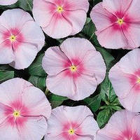 Насіння Барвінку (Катарантус) Хетвейв Пінк, 1000 шт., Рожевий