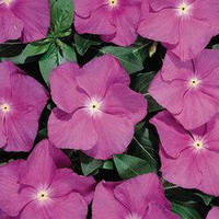 Насіння Барвінку (Катарантус) Хетвейв Орхид, 1000 шт., Орхідея