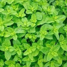 М'ята мандаринова контейнер 0,9л