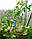 Кілочки для підв'язування низькорослих кучерявих рослин, розсади Ø 7 мм (1 метр), фото 2