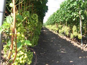 Опори та шпалери для кучерявих рослин Ø 12 мм (2 метри)   МІНІМАЛЬНЕ ЗАМОВЛЕННЯ ВІД 100 ШТ