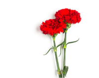 Вітаємо з прийдешнім Днем Перемоги!