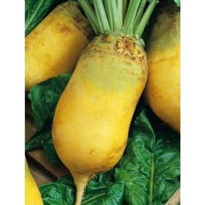 Буряк кормовий