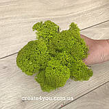 Стабілізований мох (ягель) кольору лайм 1 кг, фото 5