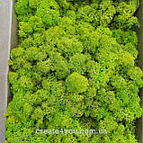 Зелений Стабілізований мох (ягель) 100 г фасування. Колір на вибір, фото 7